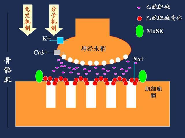 北京崇文門痿症科劉泉鵬重症肌無力不可忽視的六大危害再不注意就晚了