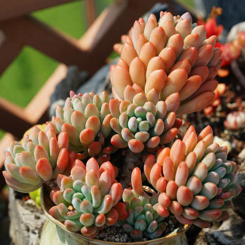 养了2年的多肉灯美人 瘦弱不长个 直接砍了 爆了不少侧芽 灯美人 多肉