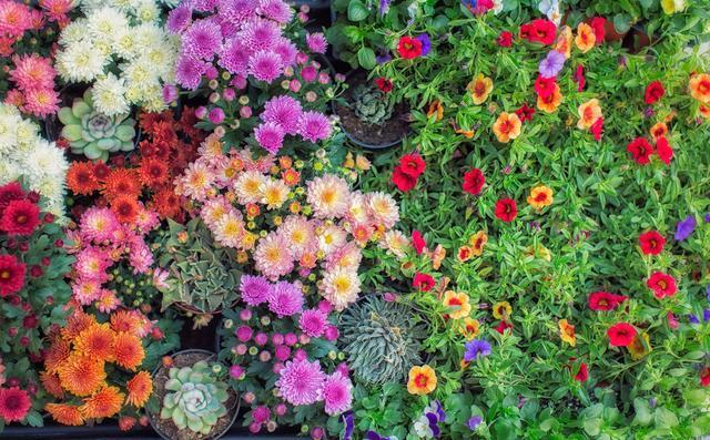 13种多年生开花植物 让你的花园从春季到秋季都宛如春天 植物 嚏根草