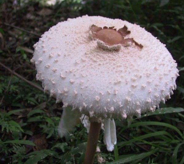 为什么马里奥吃蘑菇能变大在这个充满幻觉的季节为了保命请管住嘴