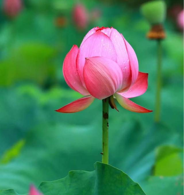 到天全的池边纳凉赏花了邀三两老友是时候提一壶茶阵阵热浪催得荷花瓣