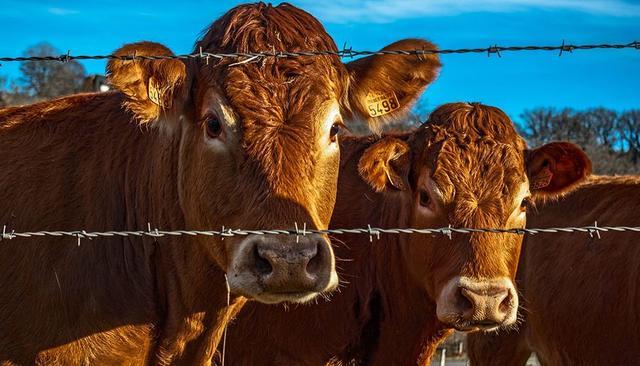 澳大利亚_时政|醒悟没？中国又在一尖端领域赶超美国，澳大利亚无法离开中国