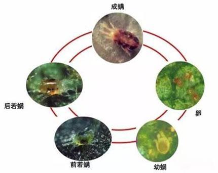 防不住 打不完 一年能传18代 红蜘蛛到底怎么打 腾讯新闻