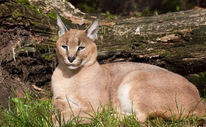 扎小辮子的貓科獨行俠caracal獰貓