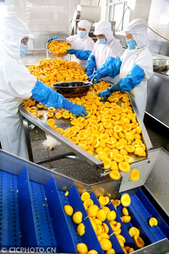 市朝阳街道一食品厂车间内,工人们在生产线上加工外贸订单黄桃罐头