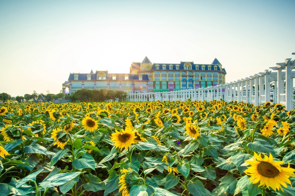公园占地面积26万平方米,除了突出公园设计主题的种植一百万株向日葵