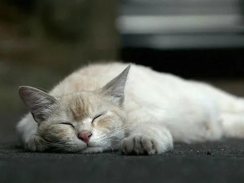 猫泛白细胞减少症|一种高度接触性传染病，致死率有多高？
