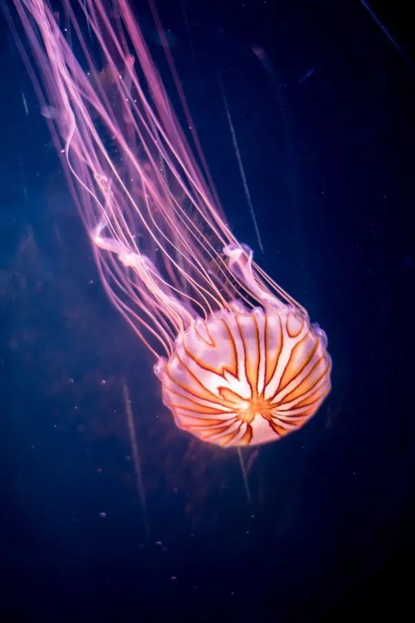 海月水母,丝带水母,花笠水母······曼妙的舞姿"仙气儿飘飘",美