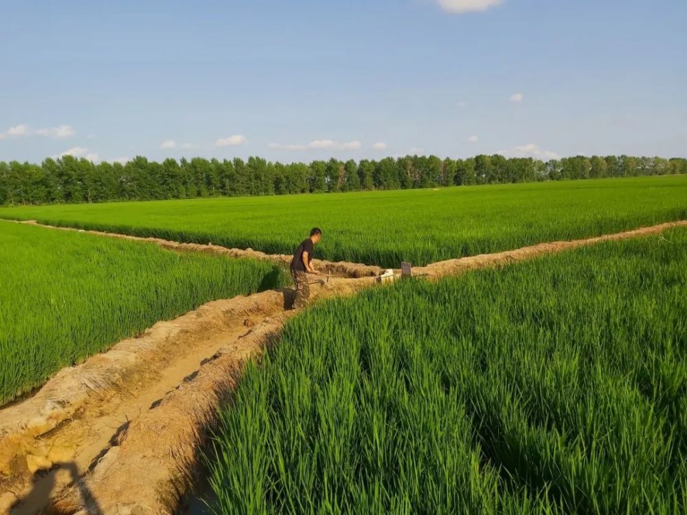 黑土地上的"精深种植"新生活