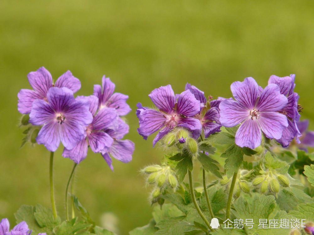 7月24日星座运势 白羊贵人相助 狮子表现欲强 水瓶全力以赴 腾讯新闻