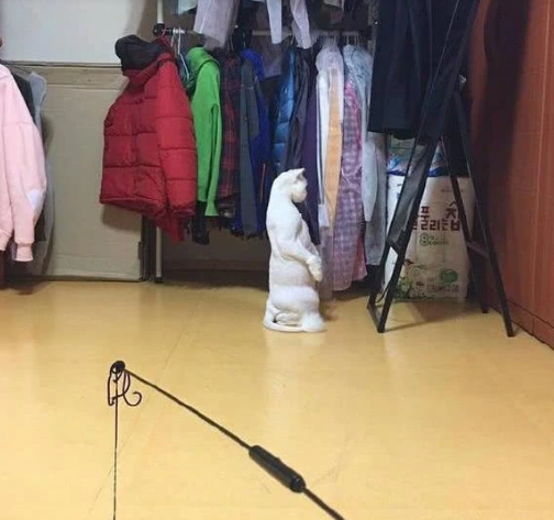 猫咪|猫咪被剃毛后，站在镜子前自闭了一个小时：谁关了我的美颜相机？