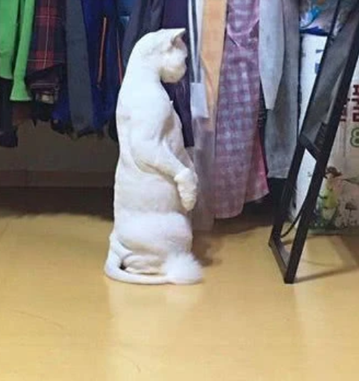 猫咪|猫咪被剃毛后，站在镜子前自闭了一个小时：谁关了我的美颜相机？