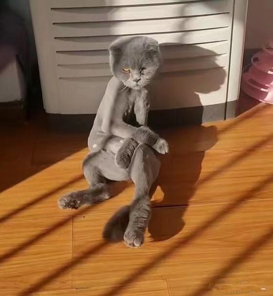 猫咪|猫咪被剃毛后，站在镜子前自闭了一个小时：谁关了我的美颜相机？