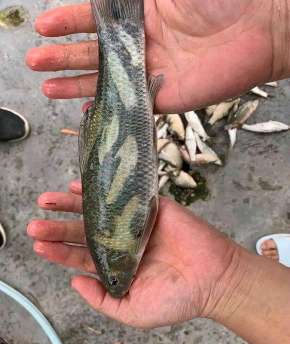 鱼学会纹身 四川钓鱼人都江堰钓起 迷彩鱼 似青鱼和鲮鱼杂交 腾讯新闻