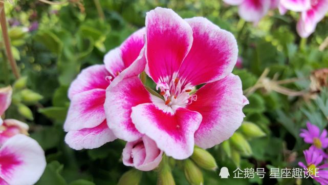 7月24日 26日星座运势 巨蟹谦虚谨慎 天秤保持冷静 射手刮目相看 腾讯网