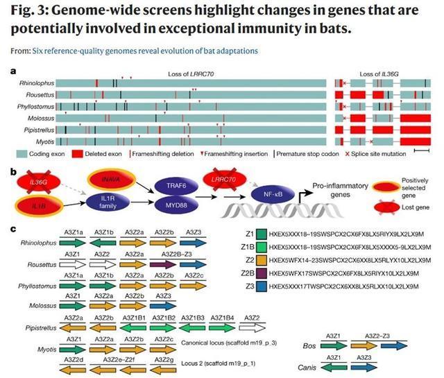 新冠|蝙蝠如何扛住新冠等“多重夹击”？科学家破译了它的基因