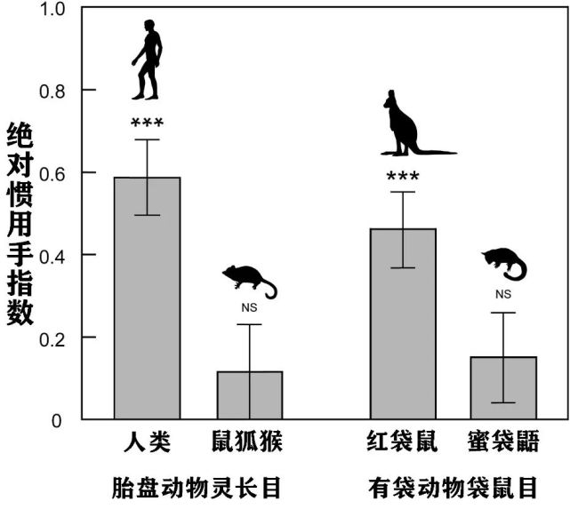 从生物角度解析 招财猫是是左撇子还是右撇子