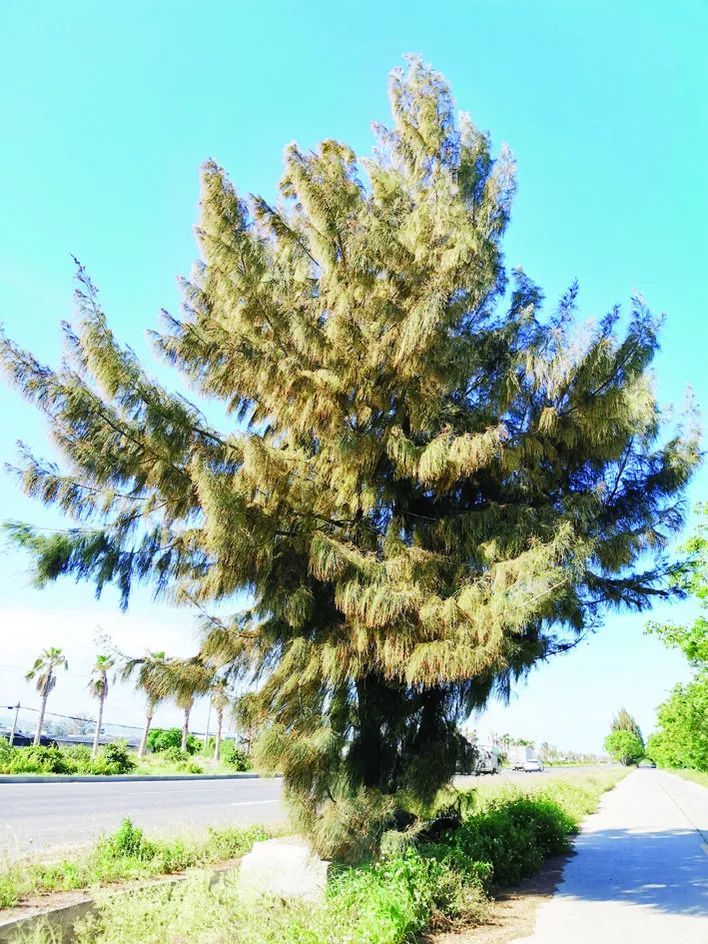 罕见的翘尾状木麻黄为东山岛木麻黄家族新品种