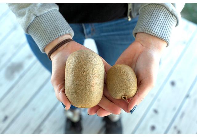 猕猴桃|通过遗传基因突变，美国推出巨型猕猴桃，比普通猕猴桃大50％，你期待么？