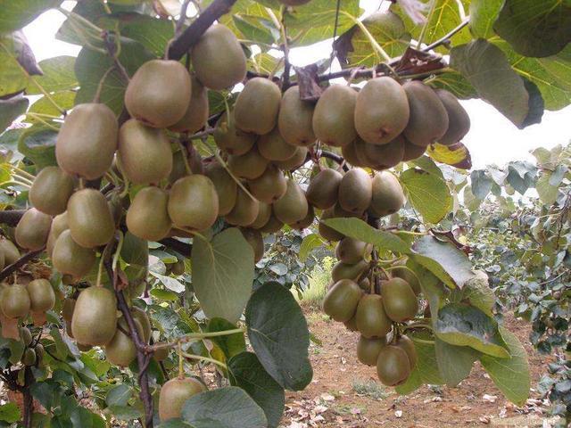 猕猴桃|通过遗传基因突变，美国推出巨型猕猴桃，比普通猕猴桃大50％，你期待么？