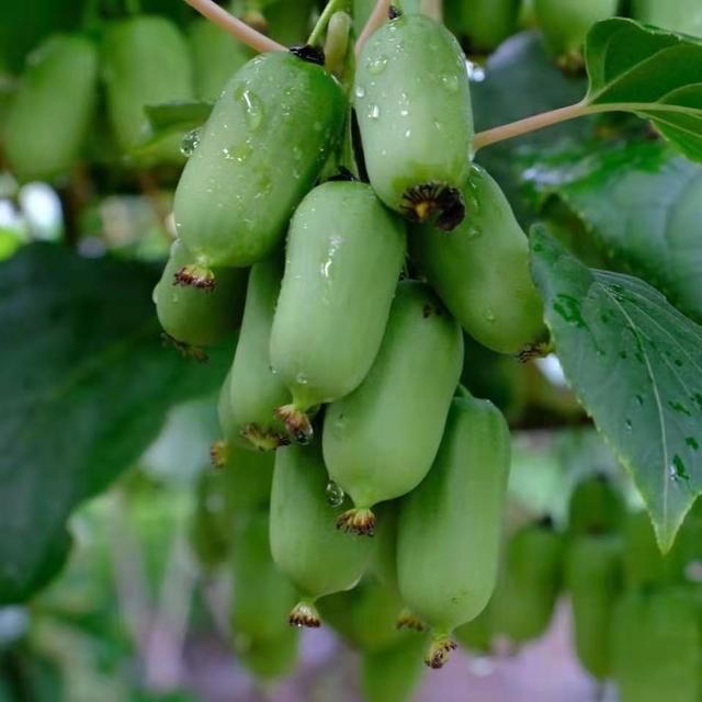 猕猴桃|通过遗传基因突变，美国推出巨型猕猴桃，比普通猕猴桃大50％，你期待么？