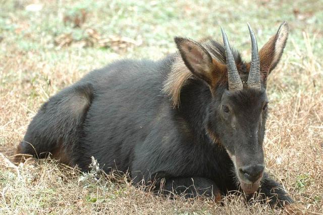 浙江丽水惊现四不像神兽外形奇特跟神话中描述极相似