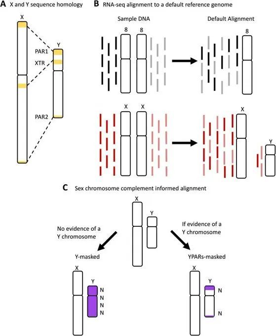 大脑|脑科学日报：性别对大脑的影响；疼痛定义40年来首次修订