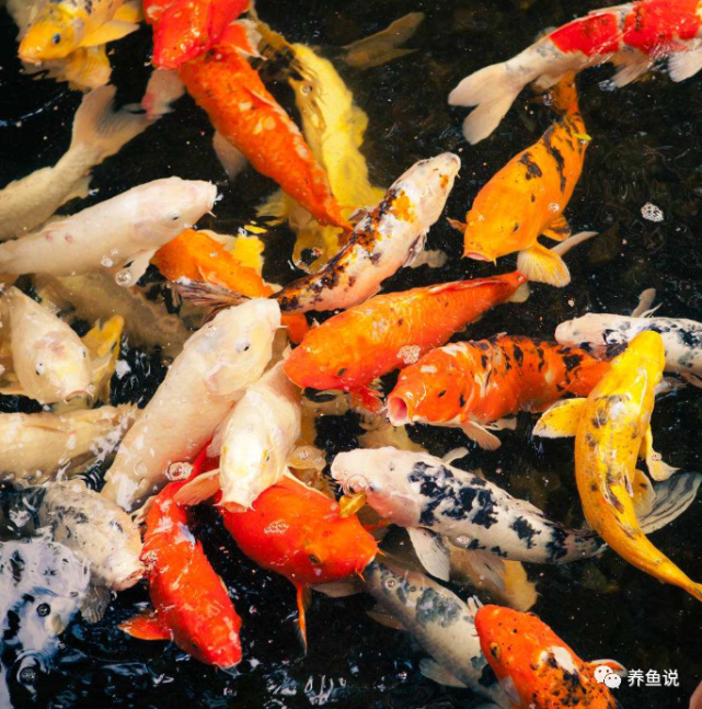 观赏鱼呼吸急促是生病了吗 4种常见原因分析 避免鱼缸鱼儿浮头 小猴飞狐 张合