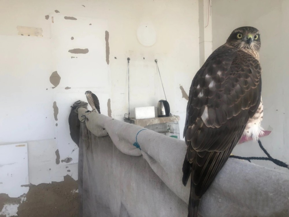 国家二级保护动物|烈日下蹲守一天，北京朝阳警方救出17只珍禽