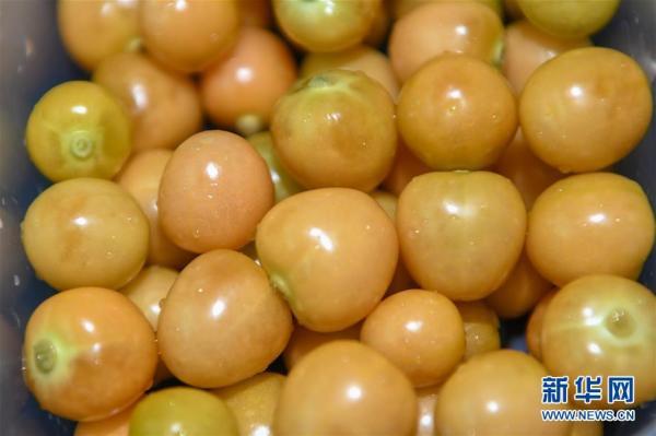 黄菇娘是位于吉林西部大安市的特色农产品,这种浆果成熟后果实色泽金