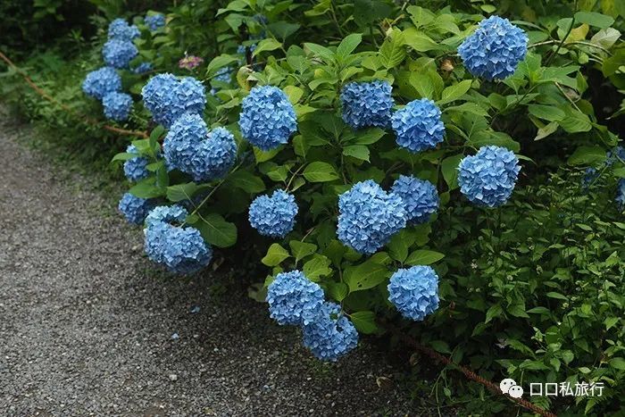 梅雨和紫阳花更配 腾讯新闻