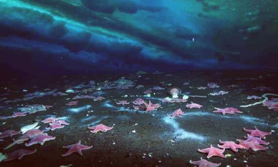 甲烷|南极洲传来一个不好的消息，科学家首次发现主动泄漏的海底甲烷