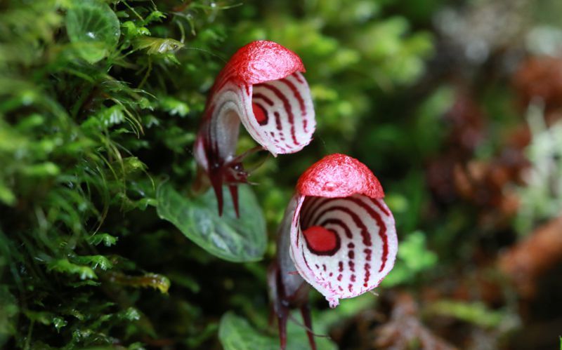 云南腾冲首次发现两种铠兰属植物 其中一种为濒危物种