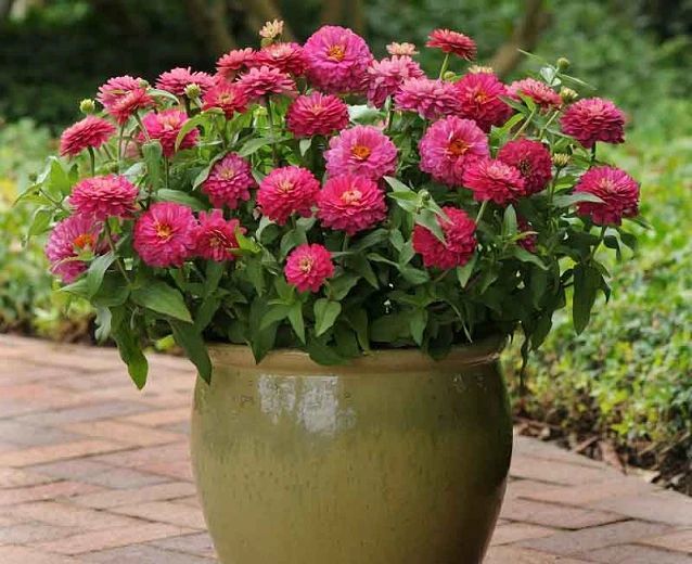 11种耐热耐高温的观花植物,阳光充足才好开花,遮阴处就养不好