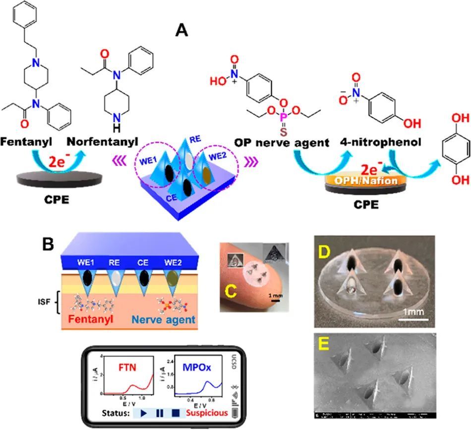 大脑|脑科学日报：性别对大脑的影响；疼痛定义40年来首次修订
