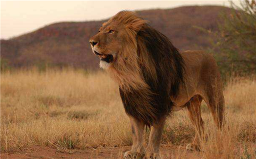 非洲食人狮有多恐怖全身进化到没有鬃毛一年吃完135名印度人
