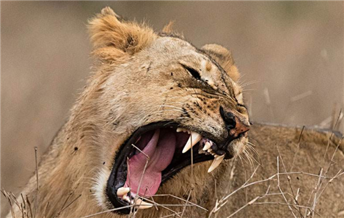全身进化到没有鬃毛,一年吃完135名印度人