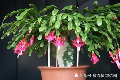 蟹爪兰|家庭养护蟹爪兰的实用技巧