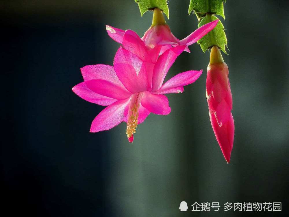 蟹爪兰|家庭养护蟹爪兰的实用技巧