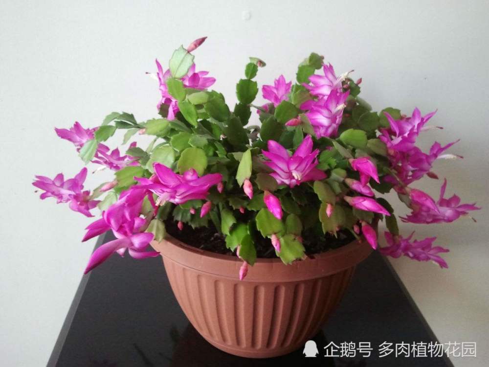 蟹爪兰|家庭养护蟹爪兰的实用技巧