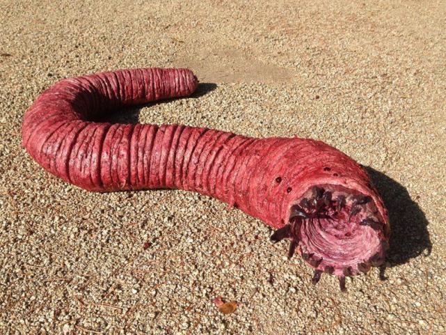 超级巨型死亡蠕虫图片