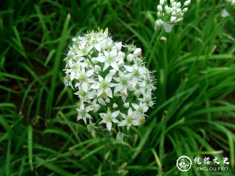 山海经|《山海经》开篇第一山，看起来平平无奇的招摇之山