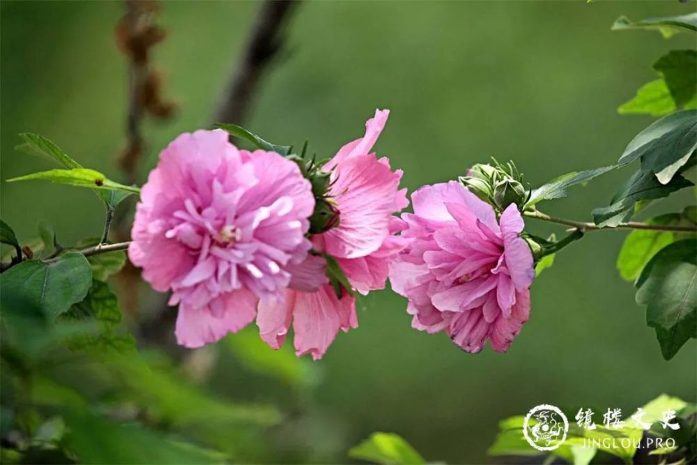 山海经|《山海经》开篇第一山，看起来平平无奇的招摇之山