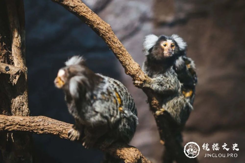 山海经|《山海经》开篇第一山，看起来平平无奇的招摇之山