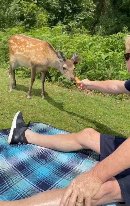 英国_社会|英国游客爱心投食喂鹿，却致其发狂具攻击性，最终惨被射杀