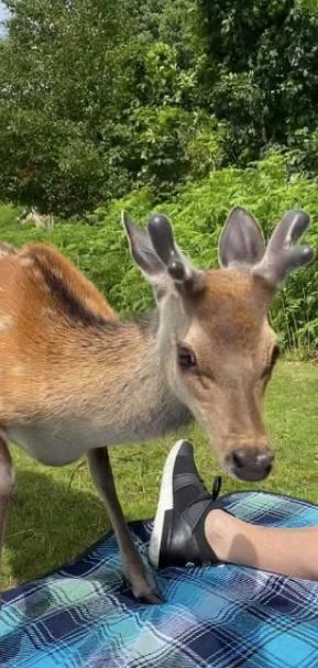 英国_社会|英国游客爱心投食喂鹿，却致其发狂具攻击性，最终惨被射杀