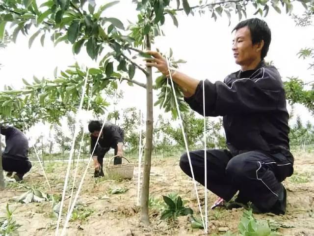 什么时候给苹果树拉枝比较好?怎样拉枝更利于保护果树呢?