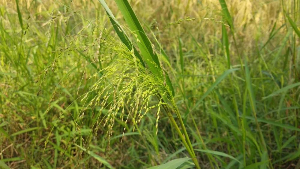 等病原菌引起的多種病害都有良好的防治效果,同時對小麥散黑穗病,腥黑