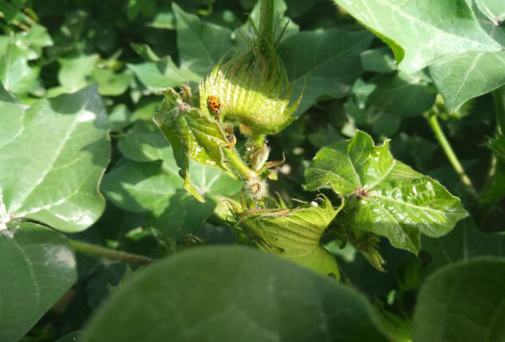 棉花|干掉它！棉花夺高产，比补贴还管用…