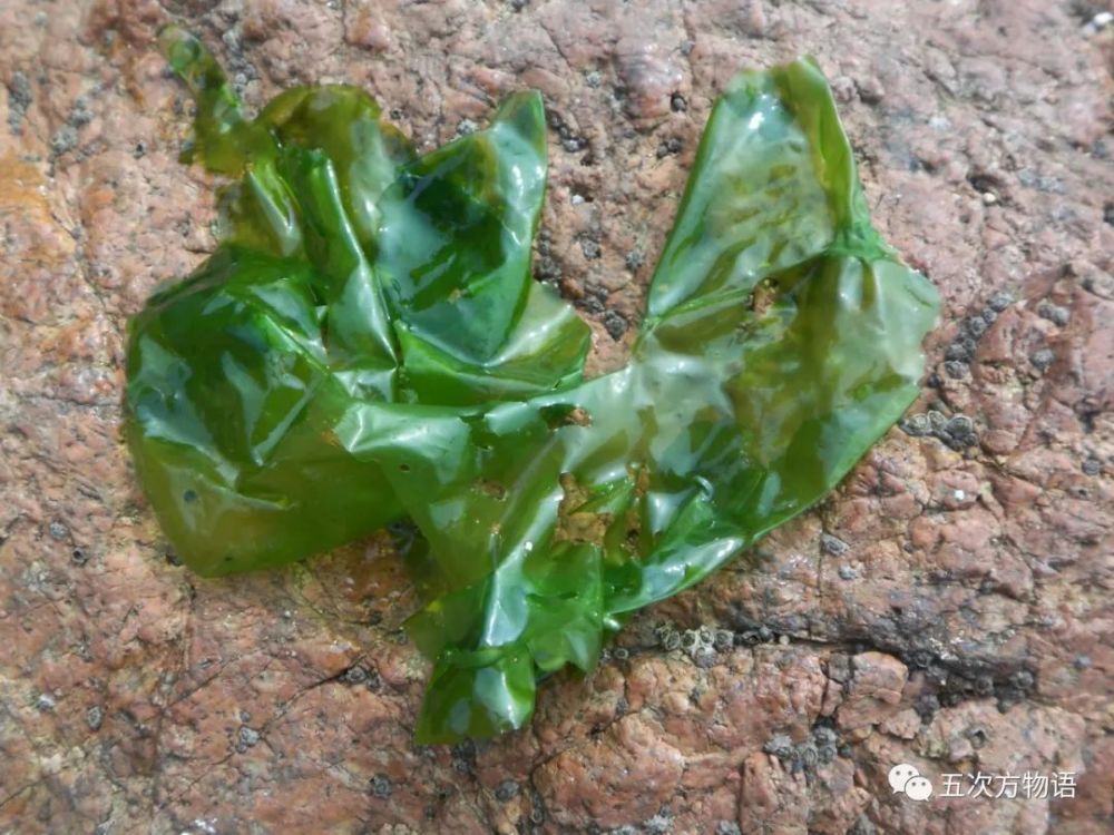 青岛海滩常见食用藻类简介